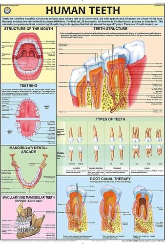 HP17S Human Teeth