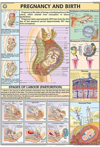 Human Physiology charts