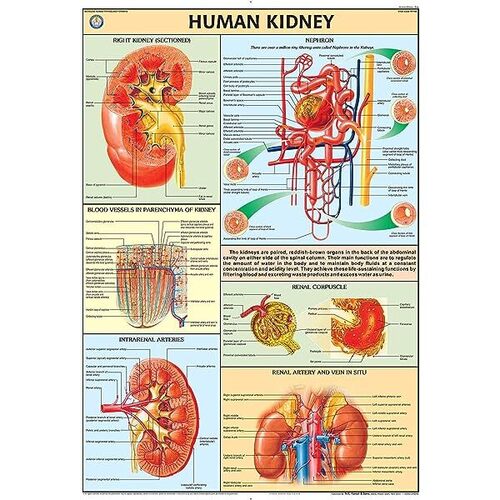 HP19S Human Kidney