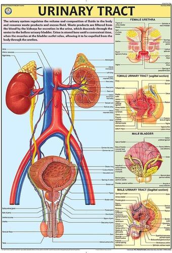 HP20S Urinary Tract