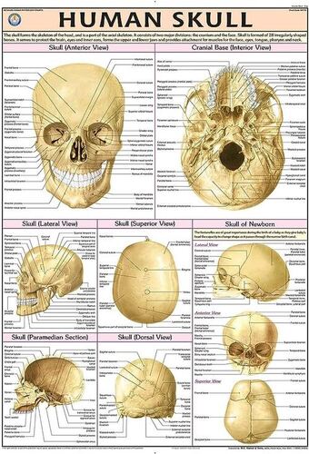 HP21S Human Skull