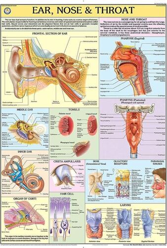 HP22S Ear Nose Throat