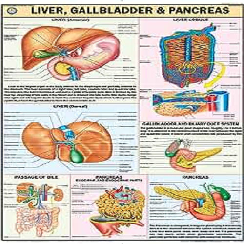 HP23S Liver Gallbladder and Pancreas