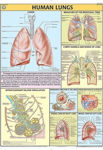 Hp24s Human Lungs