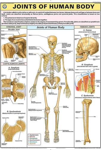 HP25S Joints of Human Body