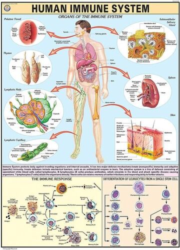 HP26S Immune System