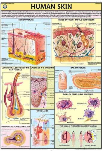 Human Physiology charts