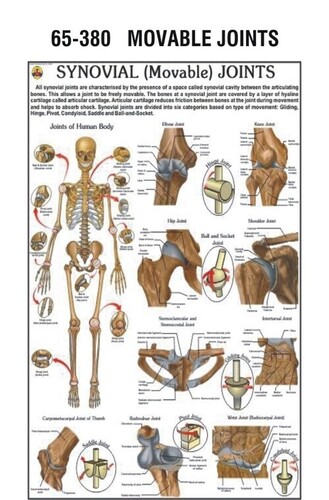 Human Physiology charts