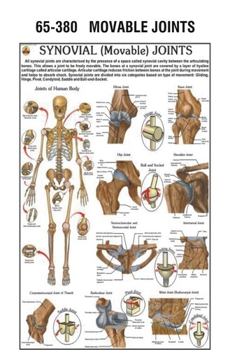 HP28S Movable Joints