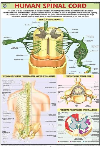 HP29S Human Spinal Cord