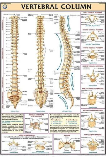 HP32S Vertebral Column