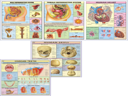 HP33S Set of Human Physiology charts