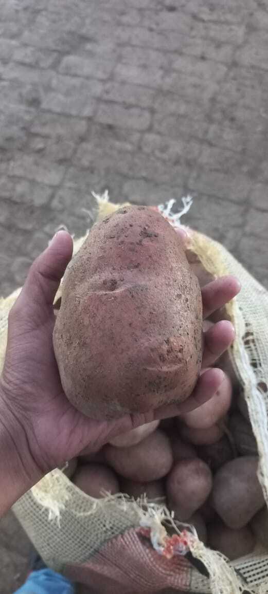 Lady Rosetta Potato