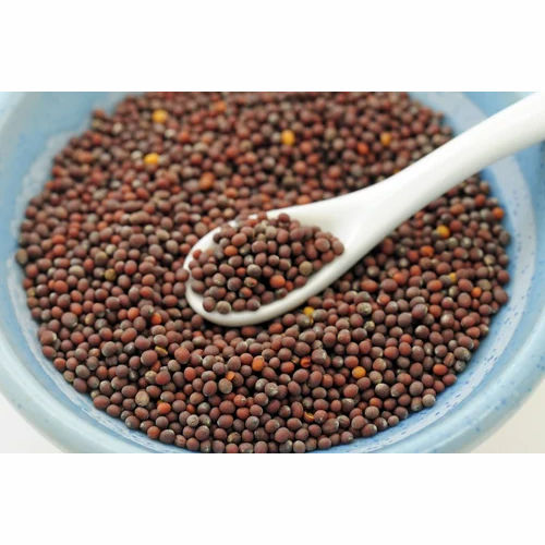 Mustard Seeds for Farming