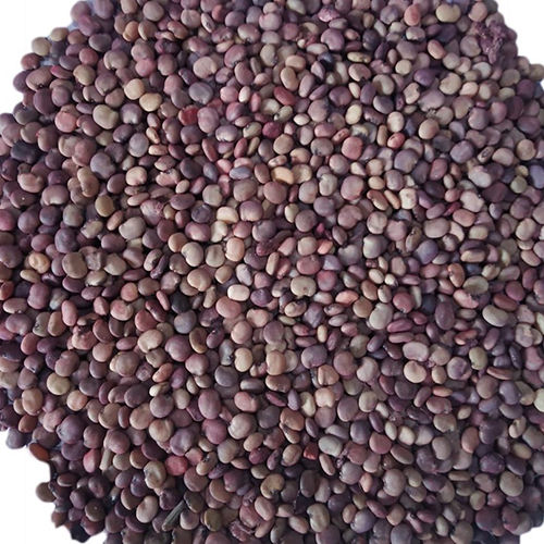 Multicolour Cluster Bean Seeds For Farming