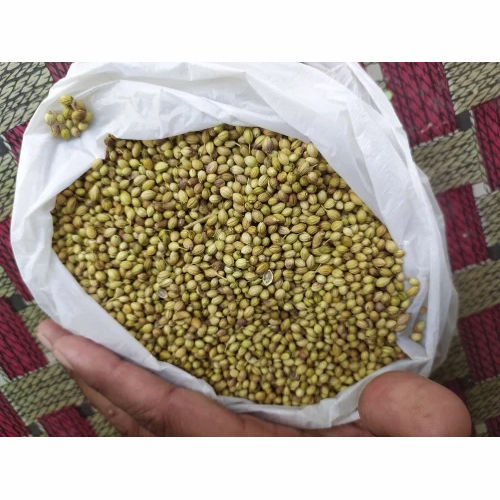 Brown & Green Coriander Seeds For Farming