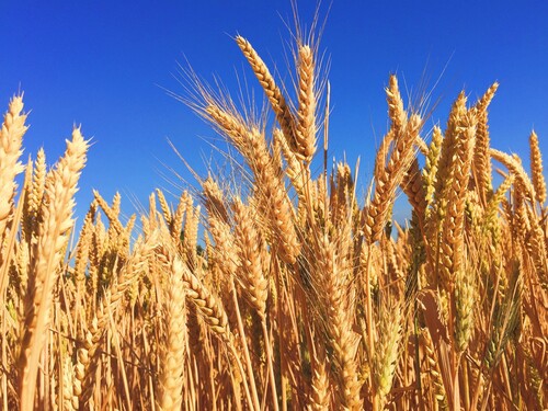 Wheat Gains Origin: Russia