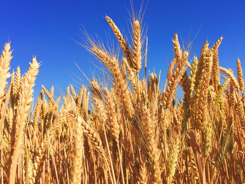 WHEAT GAINS