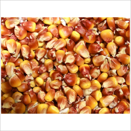 Cattle Feed
