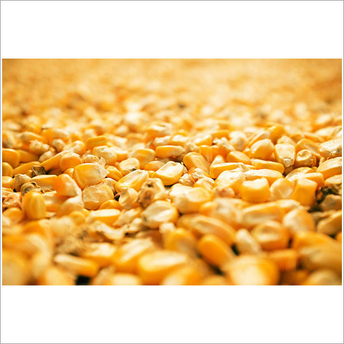 Maize Heming Feed