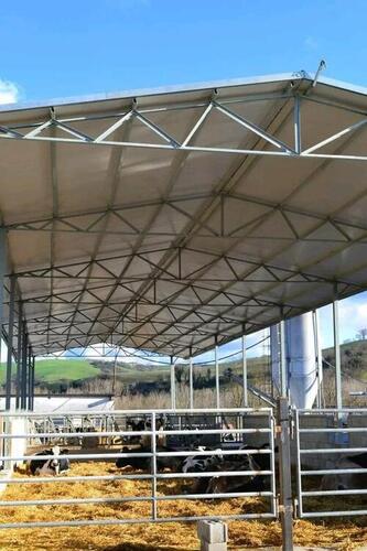 cow dairy farm shed