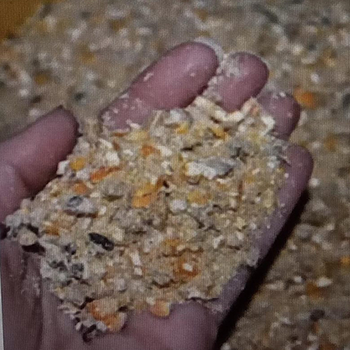 Maize Cattle Feed