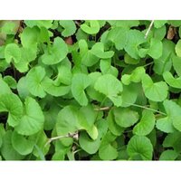 Centella Asiatica Dry Extract