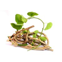 Giloy Tinospora Cordifolia Powder