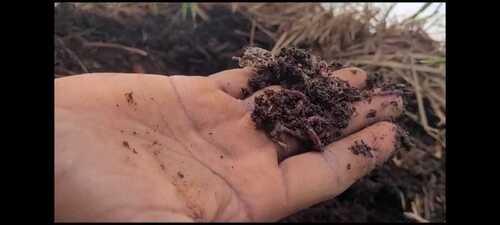 Vermi Compost - Purely Organic Cow Dung Powder | High-quality Natural Fertilizer, Ideal For Agriculture, Improves Soil Aeration, Enhances Water Retention