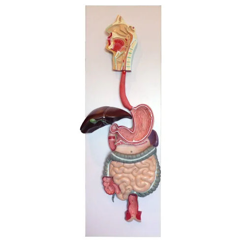 Human Digestive System Model Application: Medical Collage