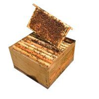 Honey Bee Boxes with Colony