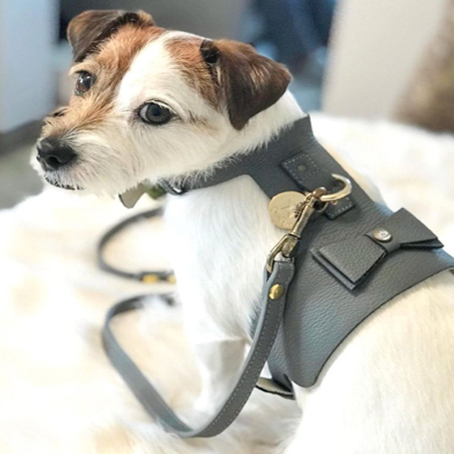 कुत्तों के चमड़े के बेल्ट