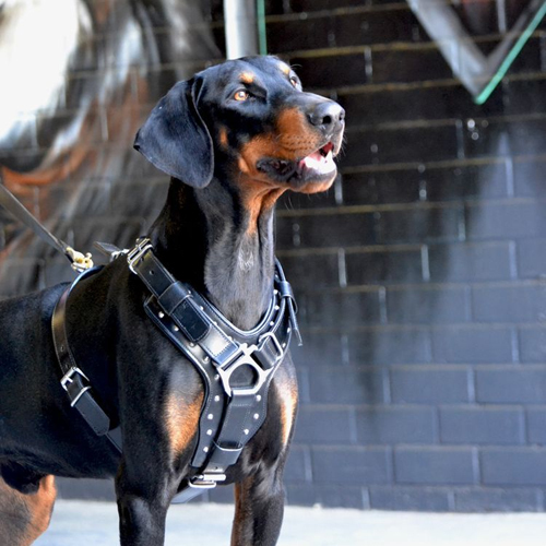 Different Available Black Leather Dog Harness