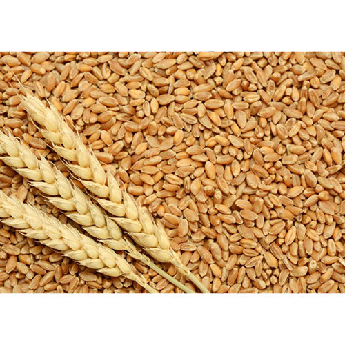 Natural Whole Wheat - Cultivation Type: Normal