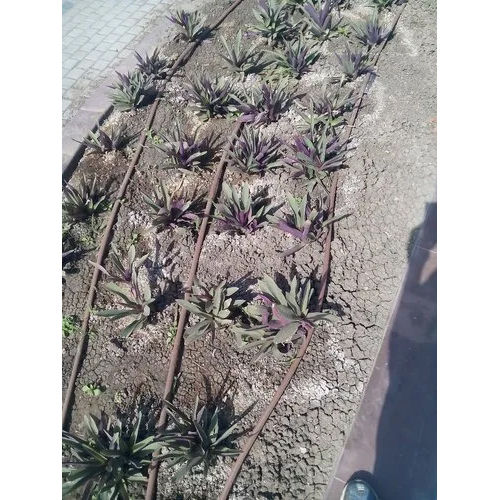 Sprinkler Drip Irrigation System Application: Commercial