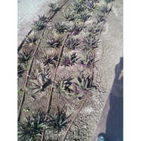 Sprinkler Drip Irrigation System