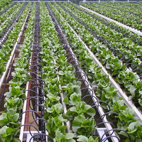 Vegetable Drip Irrigation System