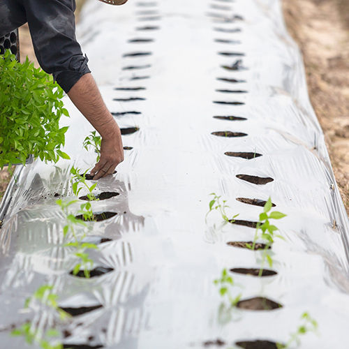 Agricultural Mulch Film Hardness: Rigid