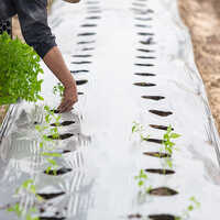 Agricultural Mulch Film - Base Material: Plastic
