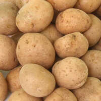 Fresh Potato - Raw Oval Tubers | Moisture-free, Normal Preserving Compound, Shelf Life 5-6 Days, Versatile Culinary Use