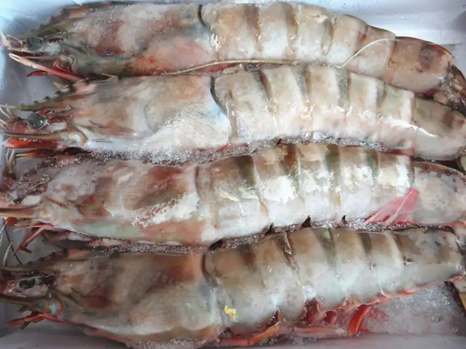 Automatic Quick Frozen tunnel for seafood vegetable meat