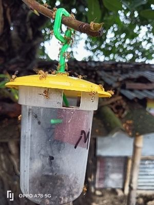 Insect monitaring trap