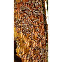 Bee Pollen Honey Comb