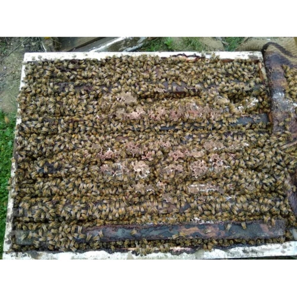 Live Honey Bees Colony - Additives: No