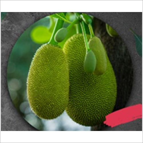 Green Unripe Jackfruit