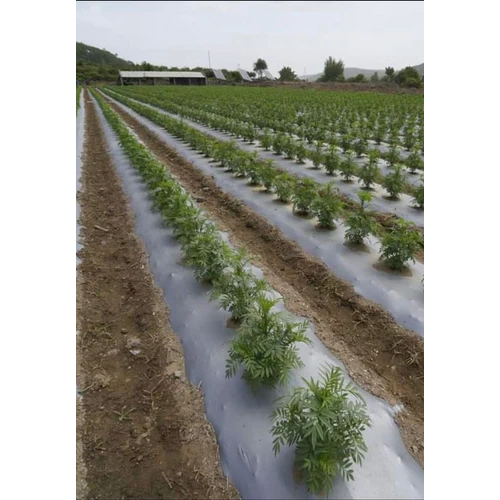 Biodegradable White Agricultural Mulch Film - Material: Biodegradable Plastic, Width: 5 Ft, Hardness: Rigid | Eco-Friendly Solution for Soil Protection