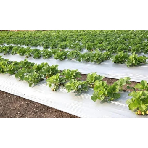 White 30 Micron Biodegradable Mulch Film - Rigid 5 Foot Width | Customized Sizes for Sustainable Gardening Applications