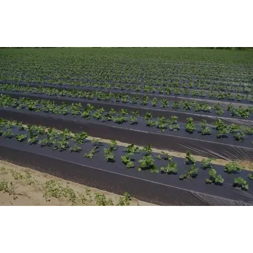 Black 40 Micron Biodegradable Mulch Film - Rigid Hardness, 4-5 Foot Width | Eco-Friendly Agricultural Solution for Soil Protection