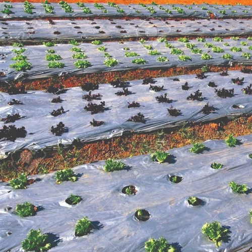 40 Micron PP Agriculture Mulch Film - 5 Foot Width, Rigid Hardness | Durable and Protective Ground Cover for Efficient Crop Management
