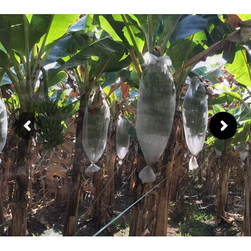 Non Woven White Banana Cover